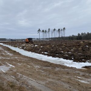 A few remaining trees isolated on the job site.